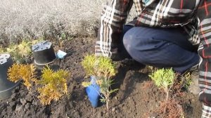 Как высаживать маленькие туи.  Высадка саженцев туи западной Смарагд.