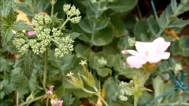 Summer Bedding: Pelargoniums смотреть онлайн