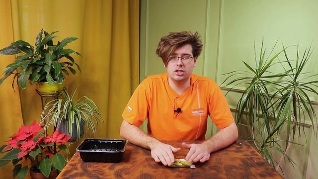 Посев корневого сельдерея на рассаду по правилам смотреть онлайн
