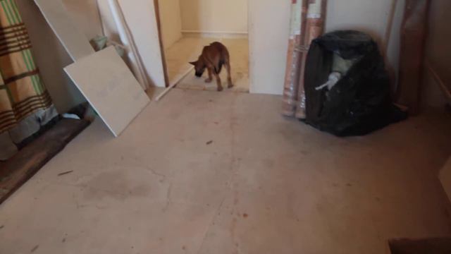 Щенки малинуа от Белла Мафия - Дэйрдэвил - запаховая дорожка