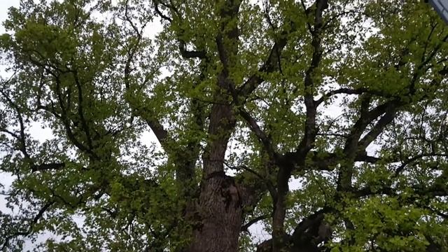 Тюльпановое дерево. Заскочили вечером в Головинку. смотреть онлайн