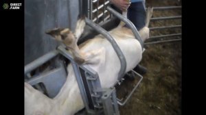 Правила обрезки копыт у коз