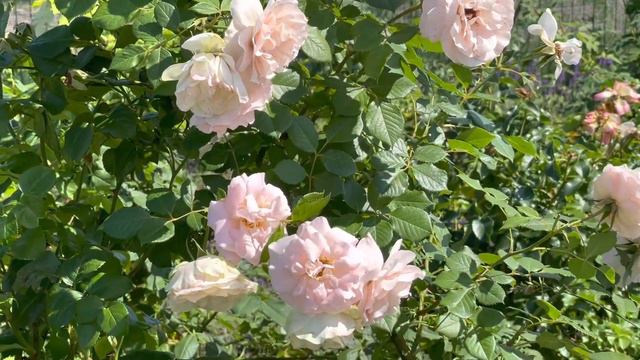 Добропарк: цветочная сказка, вдохновляющая жить и творить #кофеслеоной смотреть онлайн