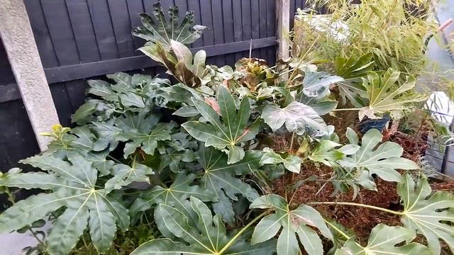 Here's what my UK exotic garden and cactus greenhouse looks like in February смотреть онлайн