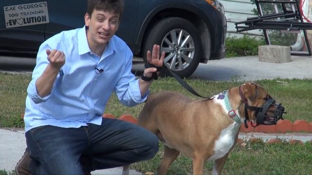 How to Get Your Reactive Dog Under Control While on a Walk смотреть онлайн