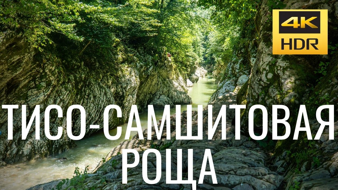 Тисо-самшитовая роща