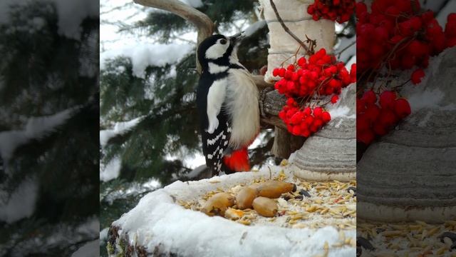 ПЁСТРЫЙ ДЯТЕЛ НА КОРМУШКЕ Great Spotted Woodpecker♀ смотреть онлайн