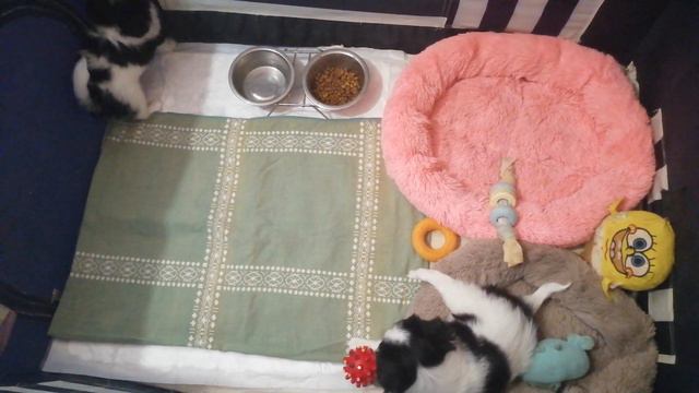 японский хин щенок смотреть онлайн
