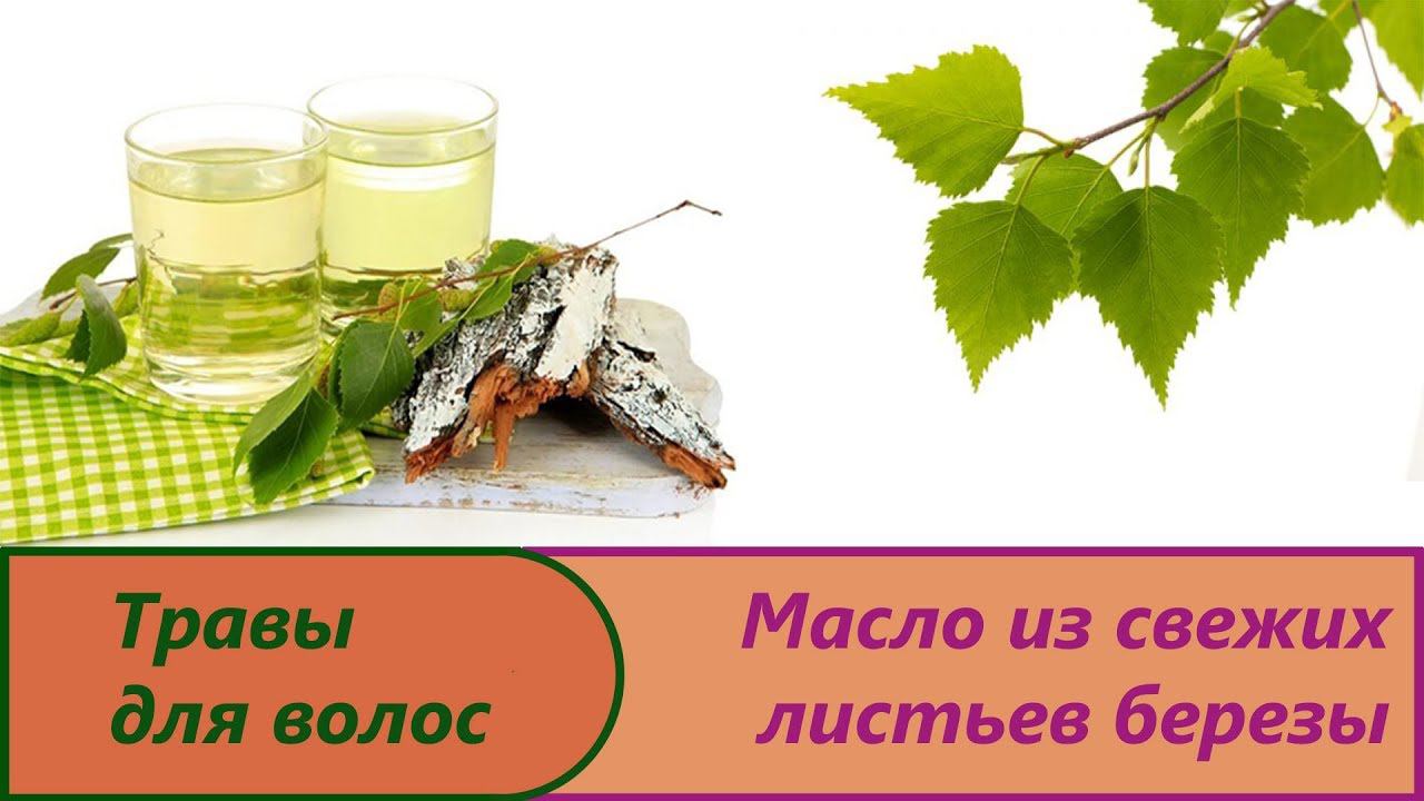 Масло из свежих листьев березы.Изготовление вытяжки в домашних условиях..Листья березы для волос.