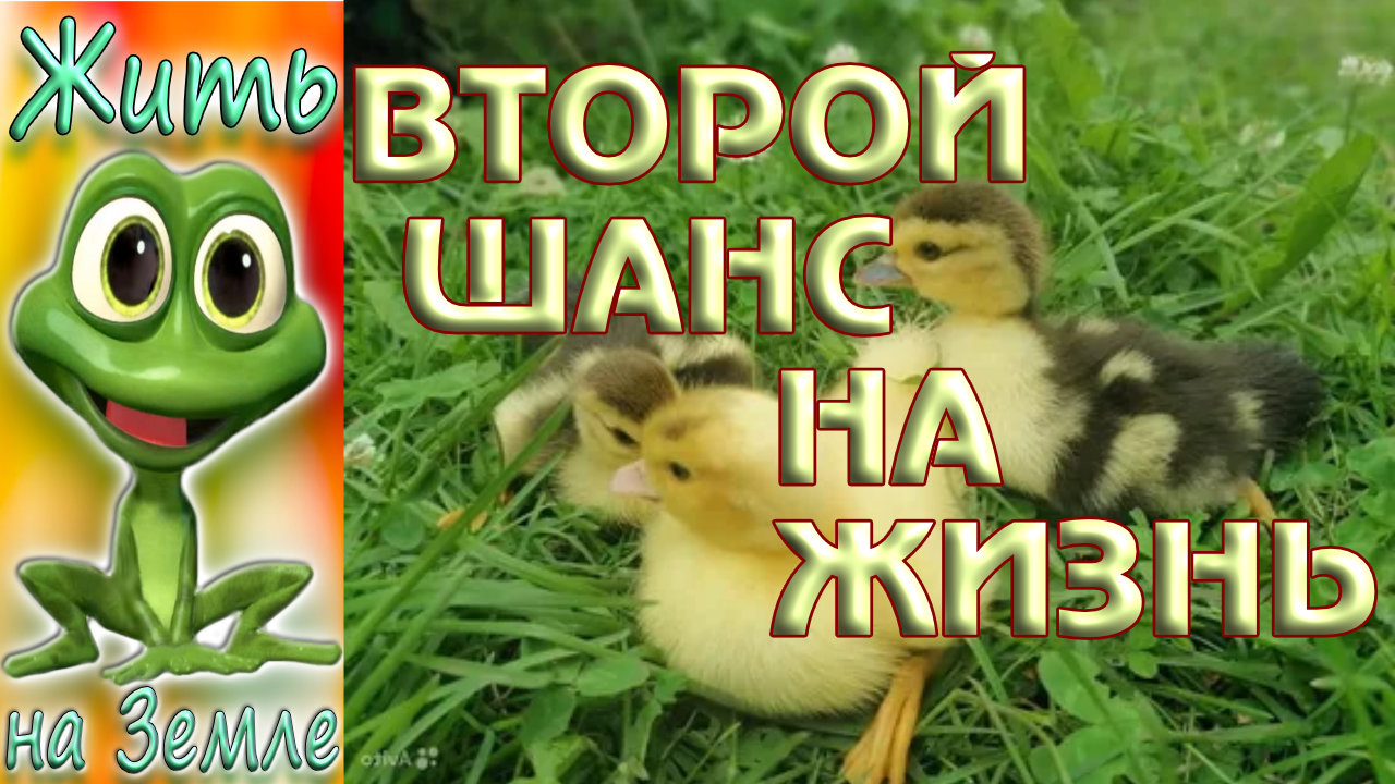 Индоутята. Воторй шанс на жизнь..mp4