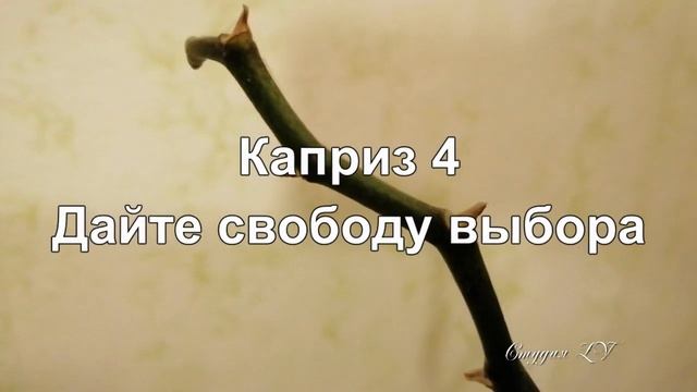 Что Любит Орхидея Фаленопсис Семь Советов Орхомана смотреть онлайн