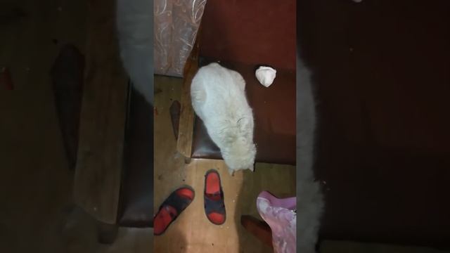 Кот спит поза страуса смотреть онлайн