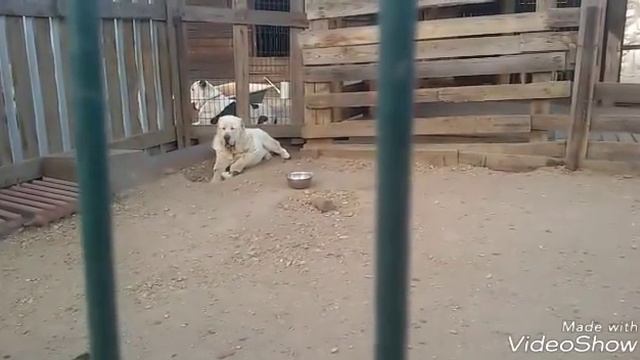 Бугай Алабай. Май, собаки, шашлык. смотреть онлайн