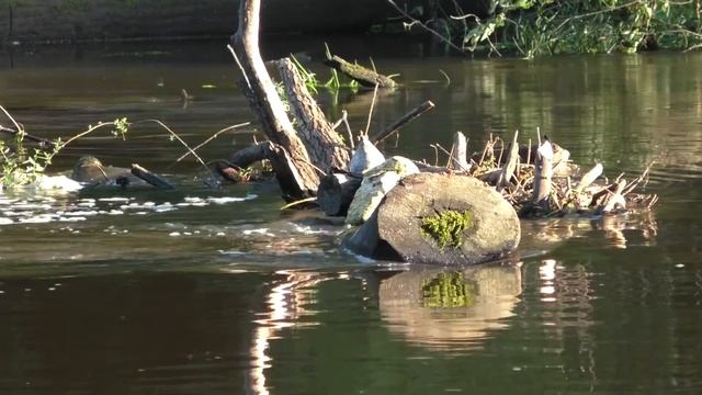 Видео для релакса. Медитация. Звуки природы. Вечер на реке. смотреть онлайн
