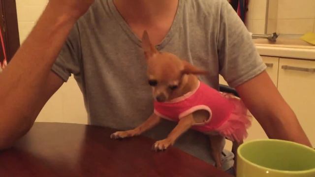 Чихуахуа ест виноград. Собака вега смотреть онлайн