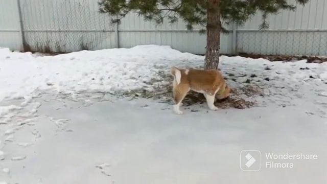 Акитомания! Ума идёт на поправку🙏🙏🙏#акитомания #щенки #акита #американскаяакита смотреть онлайн