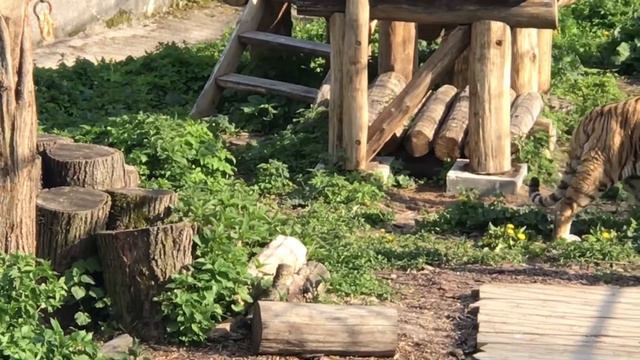 Шок! В Калининградском зоопарке тигры умирают от голода смотреть онлайн