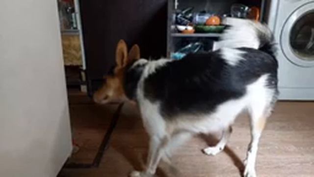 Шалайка моментально вырабатывает устойчивые связи,команда " думай" самая приятная для этой собаки ) смотреть онлайн