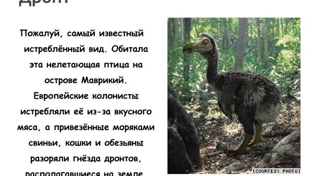 Список вымерших видов животных Чёрной Книги смотреть онлайн