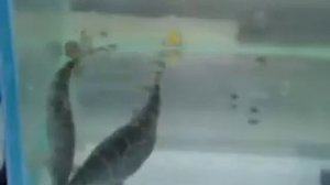 Мраморные боции  нерест