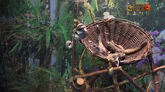 Сахарные белки смотреть онлайн