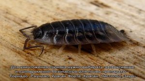 Как избавиться от мокрицы на грядках – эффективная борьба с вездесущим сорняком