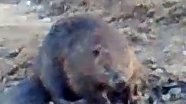 как приручить бобра смотреть онлайн