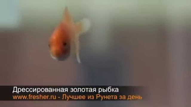 Дрессированная золотая рыбка смотреть онлайн