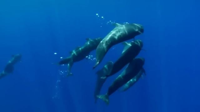 Что Гринда Делает С Косаткой Когда Они Встречаются?