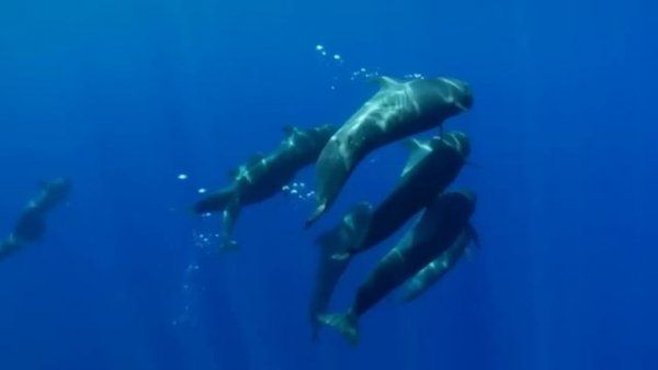 Что Гринда Делает С Косаткой Когда Они Встречаются?