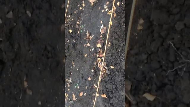 Квелли подрезка и подсадка 5 ноября 2021 г. смотреть онлайн