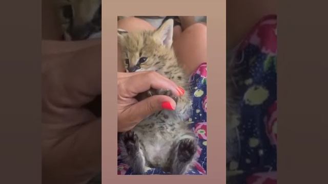 #саванна Ф0- #сервал релаксирует #арчи#наелся ,записался ,а теперь можно и поспать 👍😘 смотреть онлайн