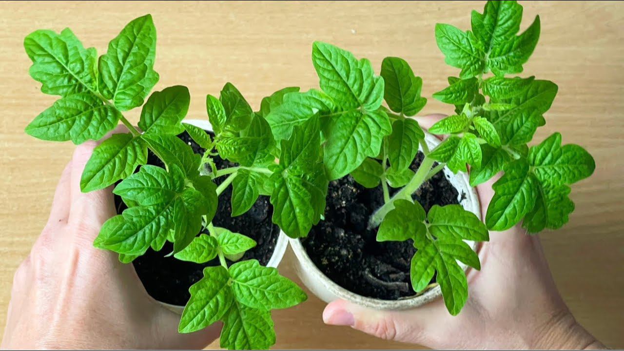 РАССАДА из СЛАБОЙ в ЖИРНУЮ за 2 дня, удивительный результат, натуральный стимулятор роста смотреть онлайн