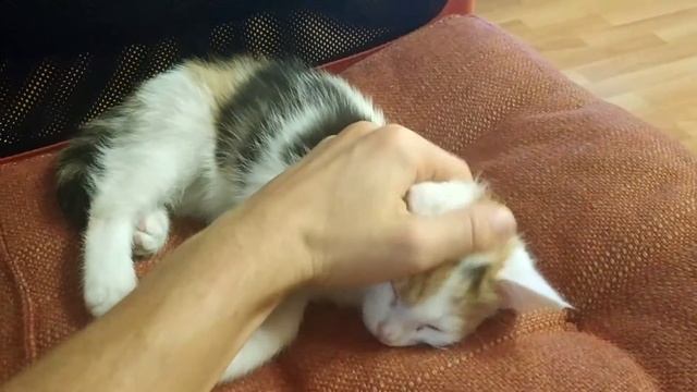 котенок трехцветный отдыхает смотреть онлайн