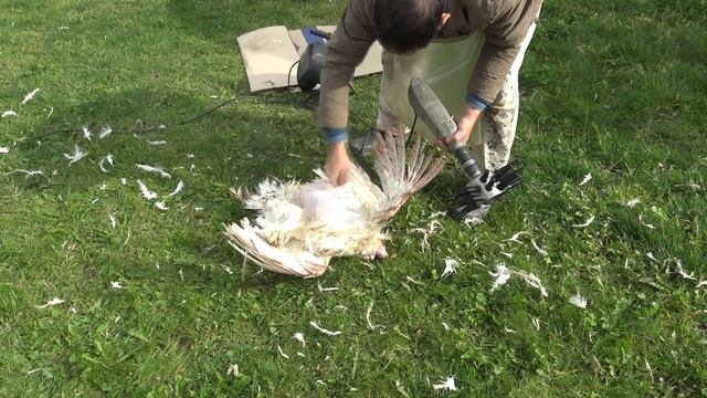 Перосъемная насадка МясТехМаш на дрель. Ощипываем индюшку. смотреть онлайн