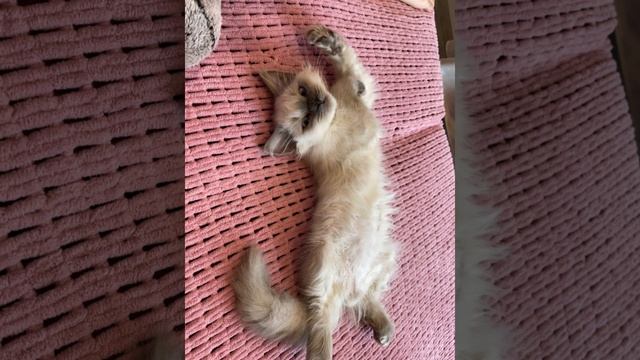 Лапками дрыг-дрыг