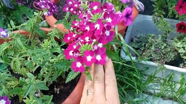 #verbena Вербена вегетативная Цветение Новинки на 2023г