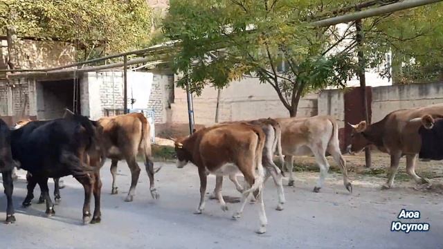 Shohimardon 2022. Шахимардан 2022.