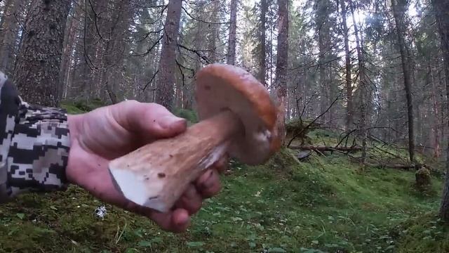 ТИХАЯ ОХОТА УДАЛАСЬ !!! Вот это ГРИБАЛКА ! Часть1 смотреть онлайн
