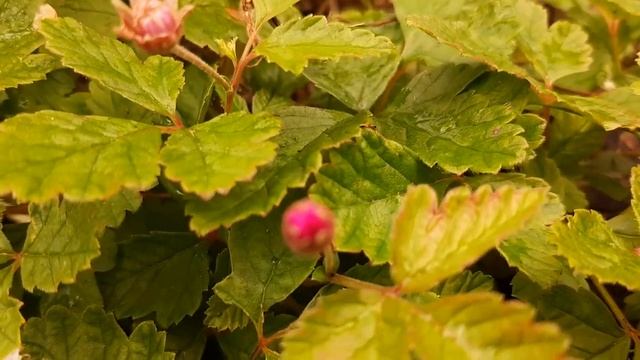 КНЯЖЕНИКА ЯГОДА. ОБЗОР, ОПИСАНИЕ. смотреть онлайн