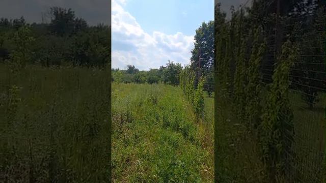 с. Рыкань _ участок смотреть онлайн