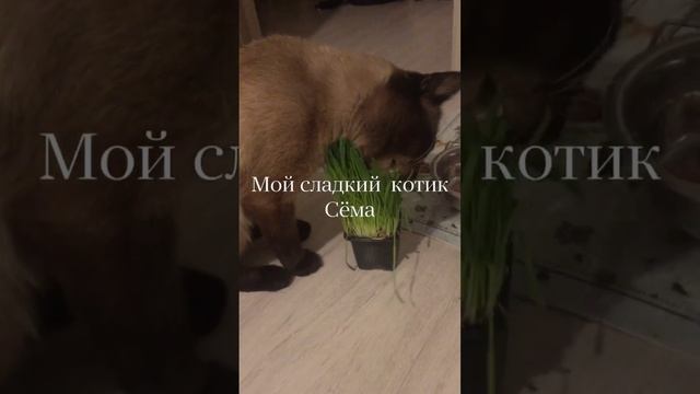 Все котики любят это!/Мой сиамский кот Сёма смотреть онлайн