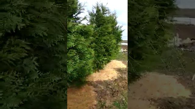 туи крупномеры смотреть онлайн