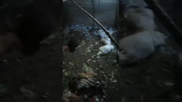 камышовый кот смотреть онлайн