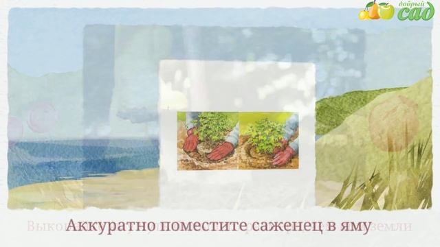 Посадка календулы - как правильно посадить календулу смотреть онлайн