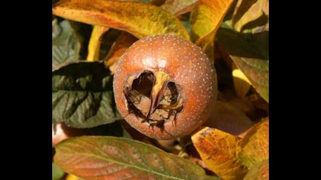 Сорта мушмулы смотреть онлайн