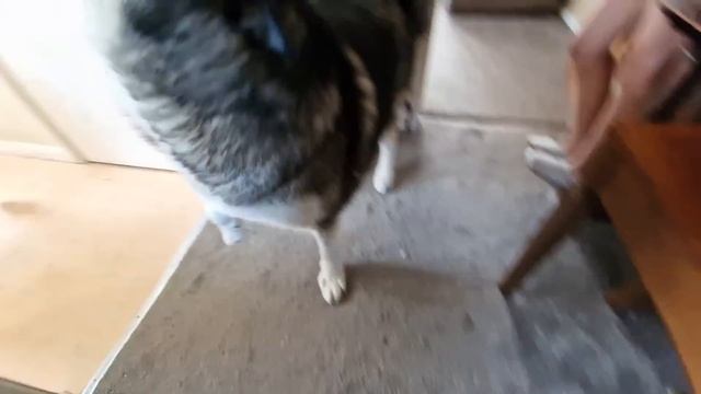 Husky's Meet Again After Weeks Of Being Apart! смотреть онлайн