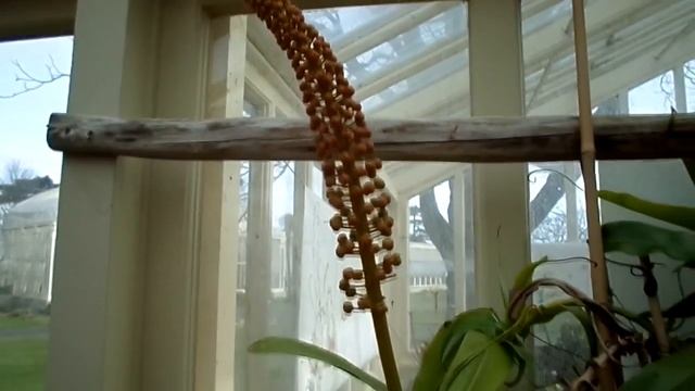 Nepenthes ventricosa pitcher plant in big bud at Dublin Botanic Gardens смотреть онлайн