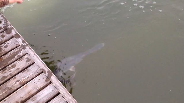 Купить малька и крупную рыбу веслонос для зарыбления пруда