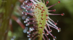 Насекомоядные растения. Росянка. Венерина мухоловка.